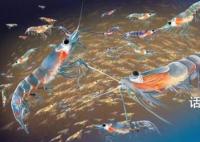 中国在南极意外发现海上粮仓 每立方米海水中容纳3万只磷虾