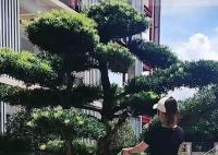 女子撞断绿化树枝被索赔8000 目前事情已经处理完毕
