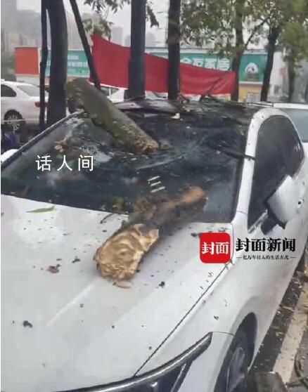 女子刚下车挡风玻璃被树砸穿 目前已经在对接后续赔偿问题