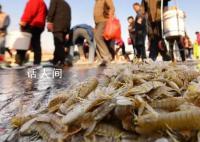 烟台海边现大量蝼蛄虾 立刻吸引了不少市民前来赶海