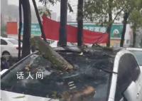 女子刚下车挡风玻璃被树砸穿 目前已经在对接后续赔偿问题