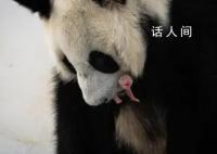 俄罗斯首只大熊猫幼崽降生 旅俄大熊猫丁丁首诞幼崽