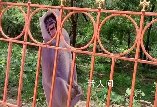G20峰会前印度预防猴子干扰车队 计划派出40名接受过模仿猴子声音训练的人员