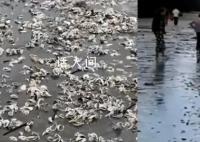 台风苏拉过境广东海滩现大量海鲜 吸引来周边市民群众上演赶海潮
