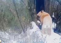 已知唯一野生白色熊猫确认为雄性 监测发现白熊猫栖息地多种猛兽云集
