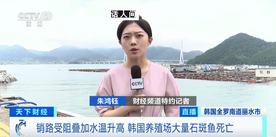 韩国石斑鱼大量死亡 销路受阻再加上水温升高