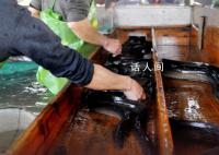 中国鳗鱼之乡担忧核污水排海 鳗价不理想几百万元投入没回本