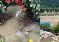 台风侵袭果园被泡 大量柚子河中漂