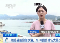 韩国石斑鱼大量死亡 销路受阻再加上水温升高