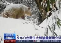 白色野生大熊猫最新研究进展 我国第一只白色大熊猫被确认为雄性