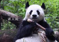 大熊猫花花没有妈妈了 大熊猫成功在兽舍内死亡终年23岁