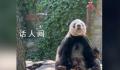 萌兰哥哥萌二也开始养鸟了 一熊一鸟排排坐享用美食