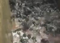 雨后养殖场牛蛙出逃村民狂捡 引发网友关注