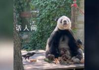 萌兰哥哥萌二也开始养鸟了 一熊一鸟排排坐享用美食