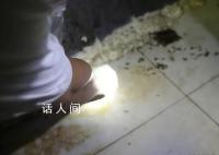 入境船舶上发现1万余只蟑螂 确认为德国小蠊