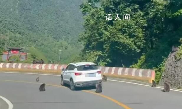景区回应猴子“排兵布阵”围堵汽车 第一次遇到