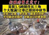 新疆大螃蟹发货了 将从新疆销往全国市场