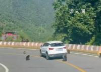 景区回应猴子“排兵布阵”围堵汽车 第一次遇到