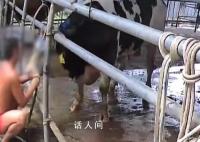活牛2分钟被强行灌水近50升 可给牛增重近百斤