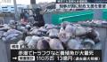 日本长崎百万条养殖鱼死亡 损失额预估超过13亿日元
