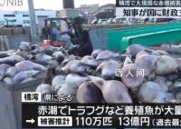 日本长崎百万条养殖鱼死亡 损失额预估超过13亿日元