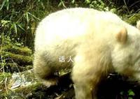 全球首只白色大熊猫最新研究成果 DNA结论确认为雄性