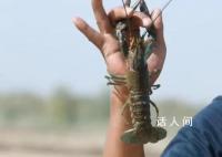 新疆沙漠里澳洲龙虾丰收啦 不少个头甚至比巴掌还要大