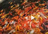 广州一宾馆锦鲤“出逃”市民接力寻鱼