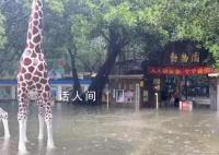 佛山动物园辟谣暴雨致动物出逃 目前园区正在排水