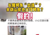 广州长隆鳄鱼出逃?官方辟谣