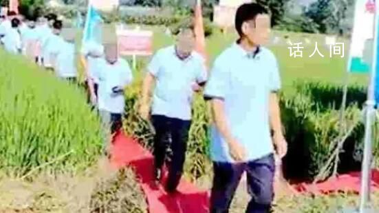 公司办观摩会在稻田里铺红毯 回应：铺在田埂上没压到庄稼