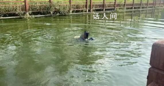00后民警跨栏跳河2分钟救起落水女子 围观群众直呼这救援动作专业