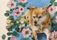 网红流浪狗“黄主任”去世了 愿你在汪星快乐下去