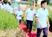 公司办观摩会在稻田里铺红毯 回应：铺在田埂上没压到庄稼