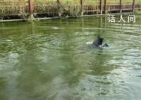 00后民警跨栏跳河2分钟救起落水女子 围观群众直呼这救援动作专业