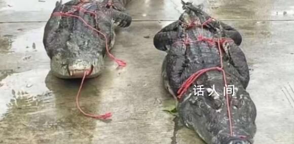 广东“出逃”鳄鱼抓捕画面曝光 已经抓捕回来一部分