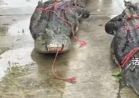 广东“出逃”鳄鱼抓捕画面曝光 已经抓捕回来一部分