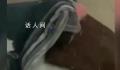 学生未交保护费被扔被褥系其自导 目前视频已经删除