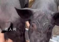 男子给猪喂皮皮虾螃蟹 网友：就怕它尿酸高要不我来吧