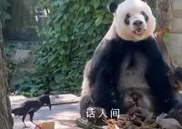 丫丫也养鸟了 让网友们感到既惊讶又好奇
