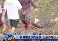 广东已抓回鳄鱼66条 仍有5条搜捕中