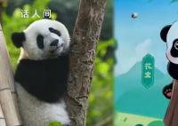 蜂花终身认养了一只大熊猫 蜂花认养的是哪个熊猫