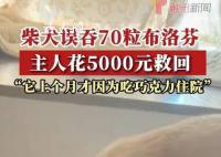 柴犬误食70粒布洛芬主人花5千救回 好在催吐及时