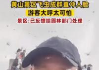 黄山飞虫成灾直扑人脸 网友直呼太可怕