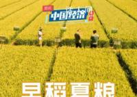 保障粮食安全 端牢中国饭碗