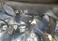 渔民放生300斤海龟收获3000斤鲳鱼 网友：还是托龟哥的福