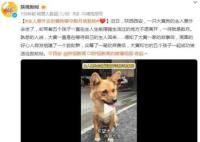 主人意外去世黄狗留守数月被救助 成功将大黄和它的五个孩子送往救助站