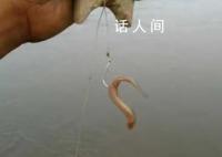 用活泥鳅钓鱼 为何会判刑?