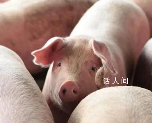 不可思议的百科知识 猪的智商非常之高