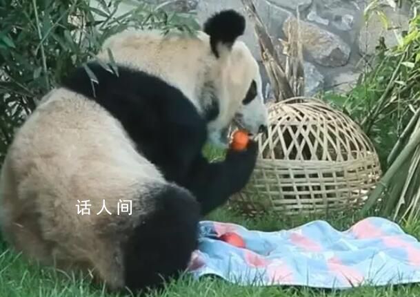 丫丫小毯子里找苹果 不得不说真是太可爱了